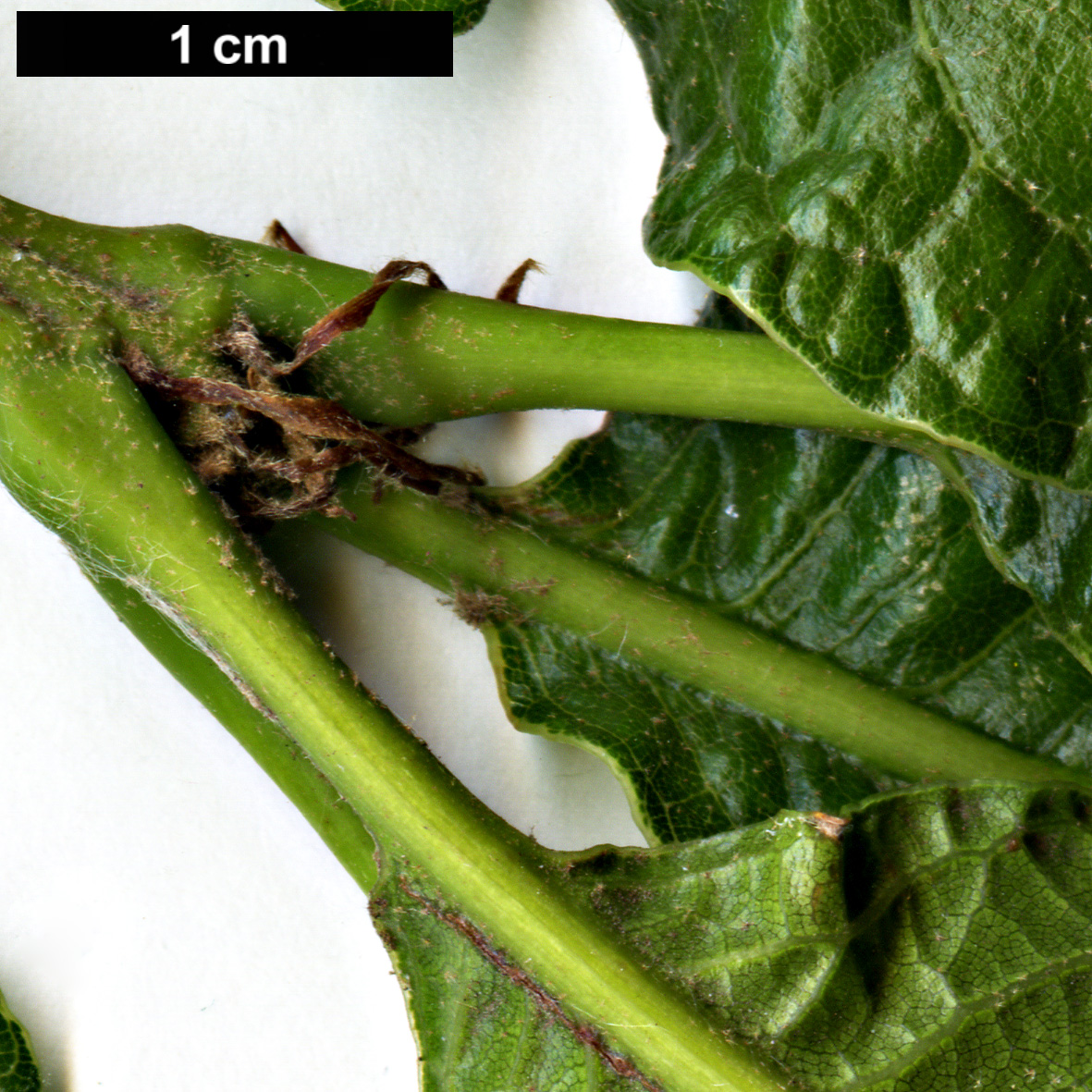 High resolution image: Family: Fagaceae - Genus: Quercus - Taxon: rysophylla × Q.sartorii